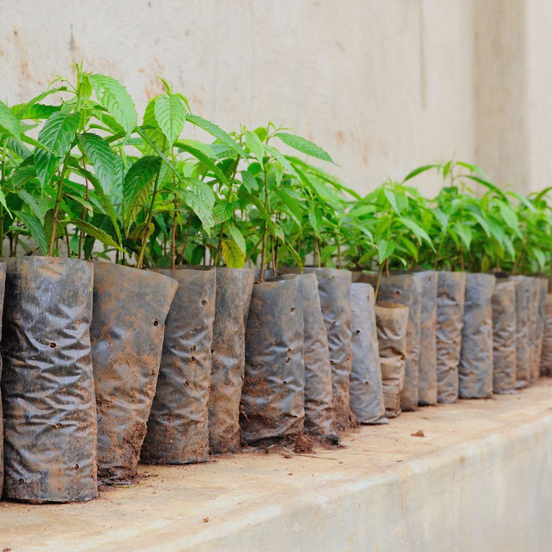 plantines.7lunas